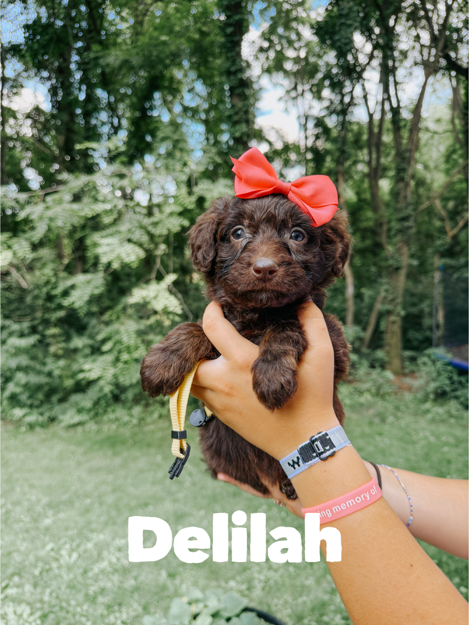Delilah 1